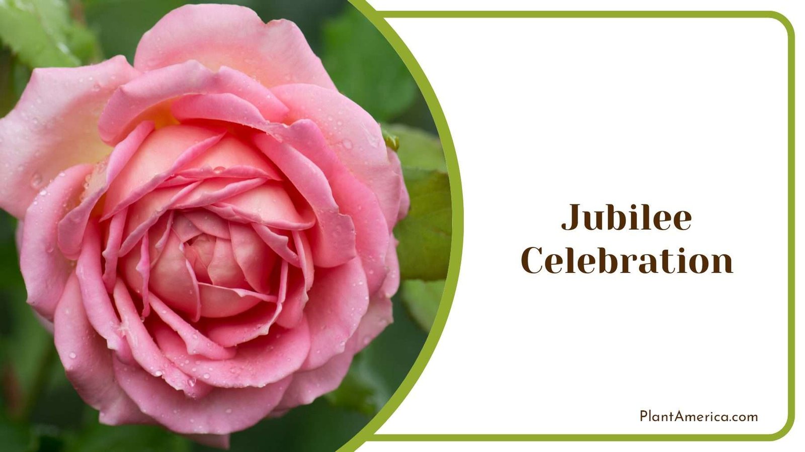 Jubilee Celebration Magenta Pink Plant America