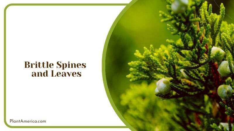 Juniper Brittle Spines and Leaves Plant America