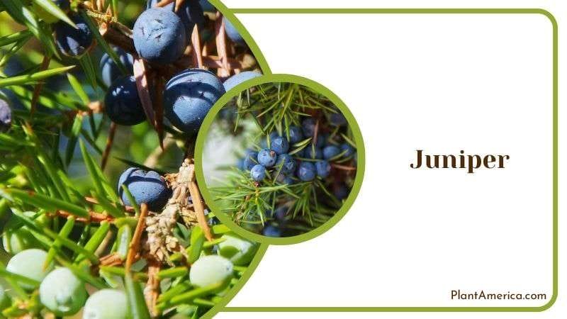 Juniper Plant America