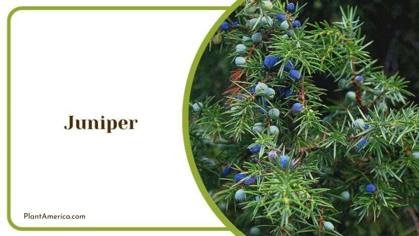 Juniper Tree with Purple Berries Plant America
