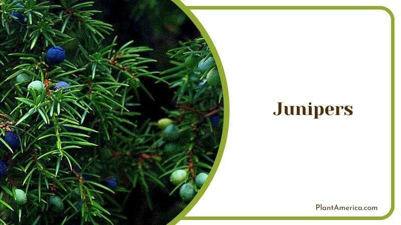 Junipers Plant America