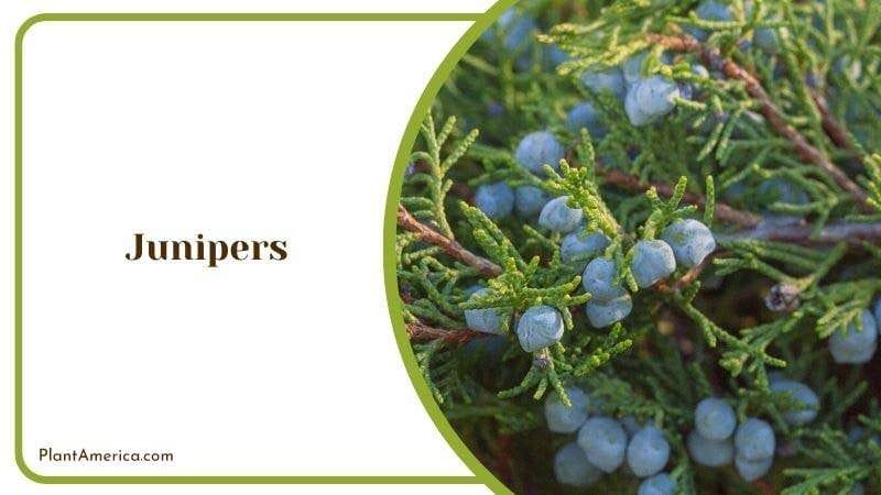 Junipers PlantAmerica Junipers PlantAmerica