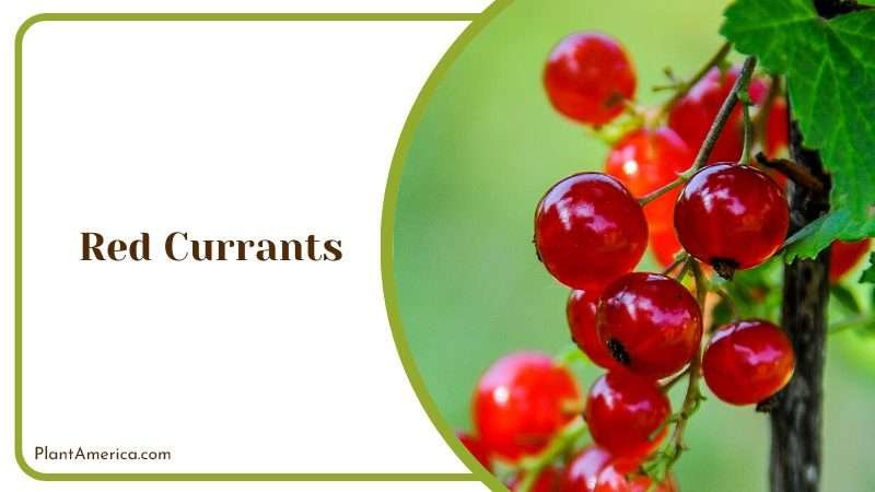 Jussy Red Currants Fruit Plant America
