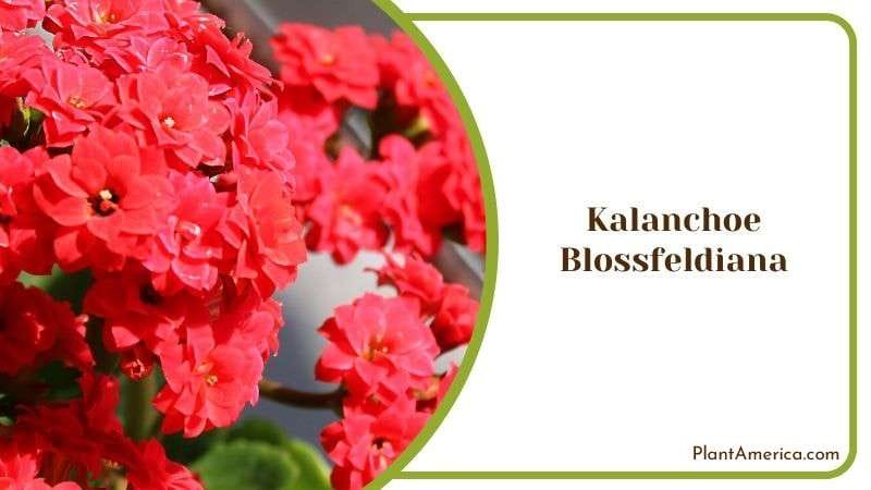 Kalanchoe Blossfeldiana Plant for Decor Plant America Kalanchoe Blossfeldiana Plant for Decor Plant America
