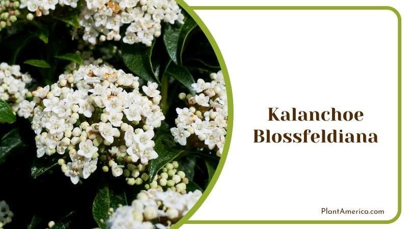 Kalanchoe Blossfeldiana White Flower Plant America