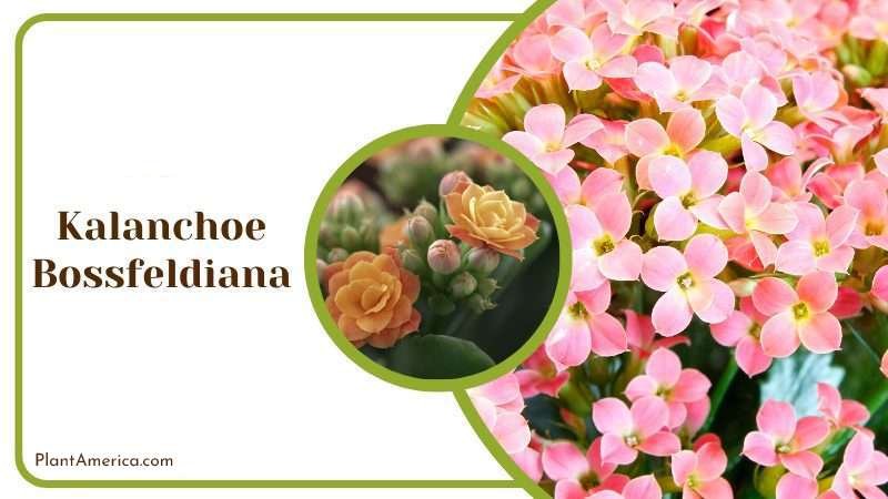 Kalanchoe Bossfeldiana Plant America