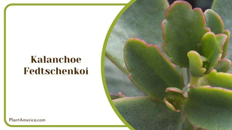 Kalanchoe Fedtschenkoi Plant America