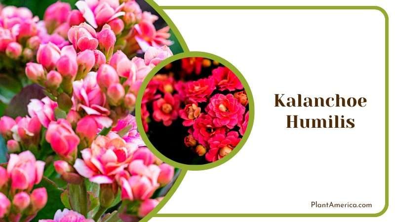 Kalanchoe Humilis Succulent Plant America Kalanchoe Humilis Succulent Plant America