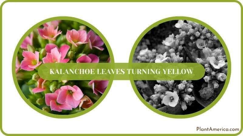 Kalanchoe Leaves changing color Plant America