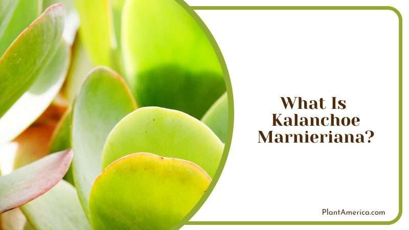 Kalanchoe Marnieriana Care Plant Plant America Kalanchoe Marnieriana Care Plant Plant America