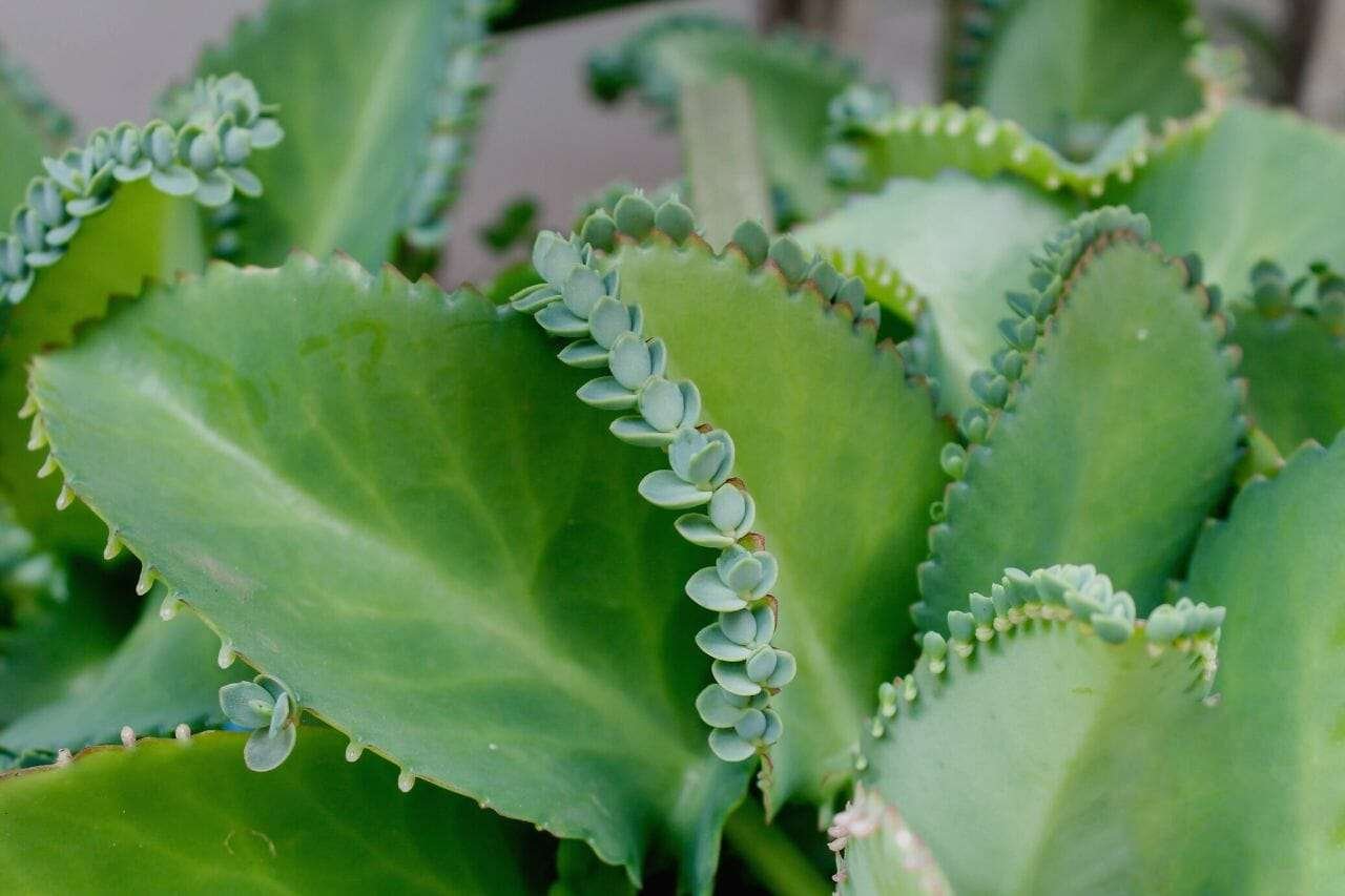 Kalanchoe Pinnata Plant America