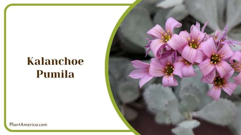 Kalanchoe Pumila Succulent Plant America