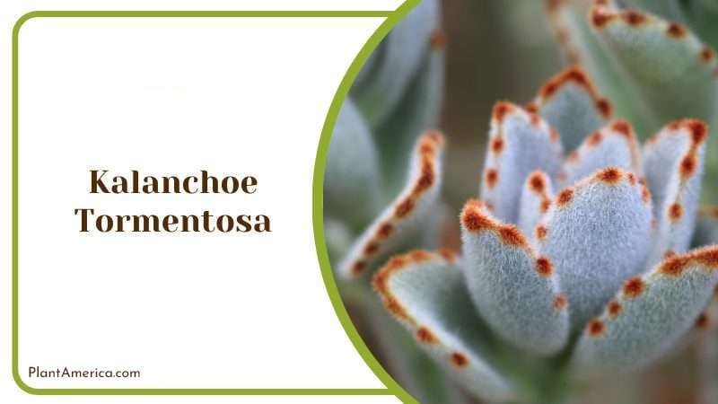 Kalanchoe Tormentosa PlantAmerica