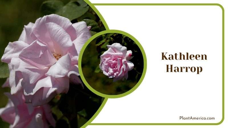 Kathleen Harrop Rose Plant America