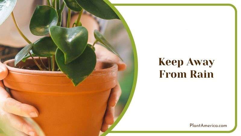 Keep Away From Rain Plant America