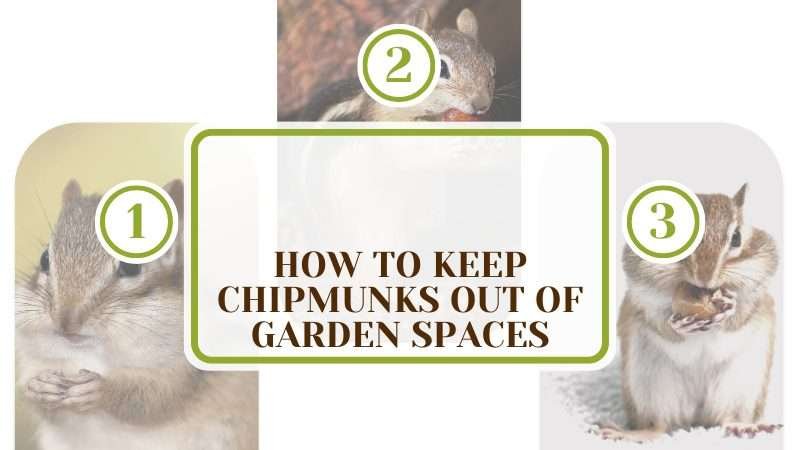 Keep Chipmunks Out Of Garden Spaces Plant America How To Keep Chipmunks Out Of Garden Spaces: Secrets You Need To Know!