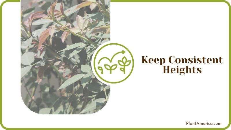 Keep Consistent Heights Plant America