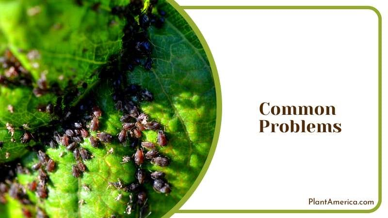 Keep Your Plants Safe by Checking for Pests Plant America Keep Your Plants Safe by Checking for Pests Plant America