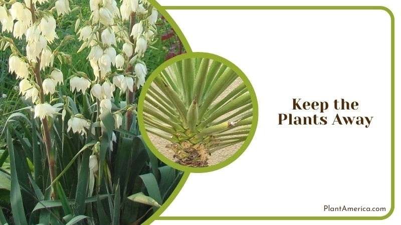 Keep the Plants Away Plant America