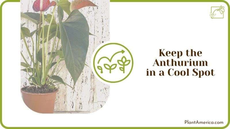 Humayun How to Content IMAGE Checking Anthurium for Stunted