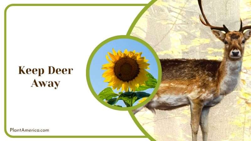 Keeping Deer Away from Sunflower Plant America