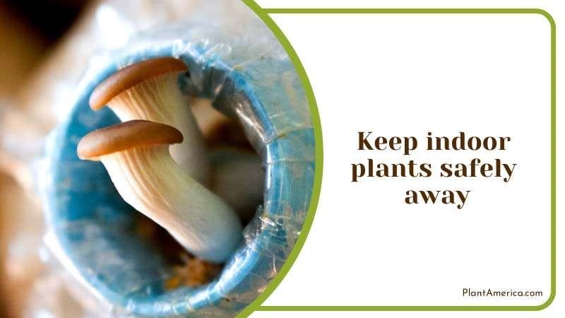Keeping Indoor Plants Away from Harm Plant America Keeping Indoor Plants Away from Harm Plant America