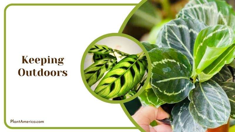 Keeping Outdoors ~ PlantAmerica Keeping Outdoors ~ PlantAmerica