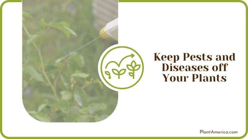 Keeping Pests and Diseases off Plants Plant America