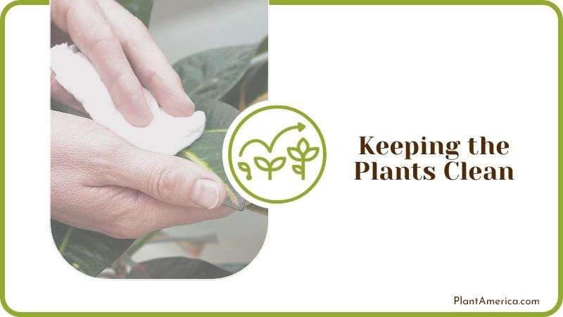 Keeping the Plants Clean Plant America Keeping the Plants Clean Plant America