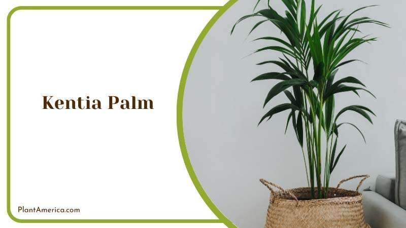 Kentia Palm Plant America Kentia Palm Plant America