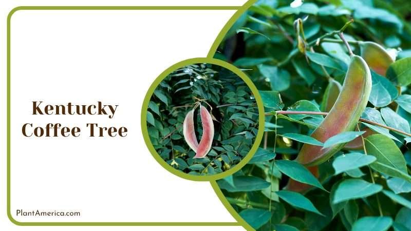 Kentucky Coffee Tree Branches with Fruits PlantAmerica