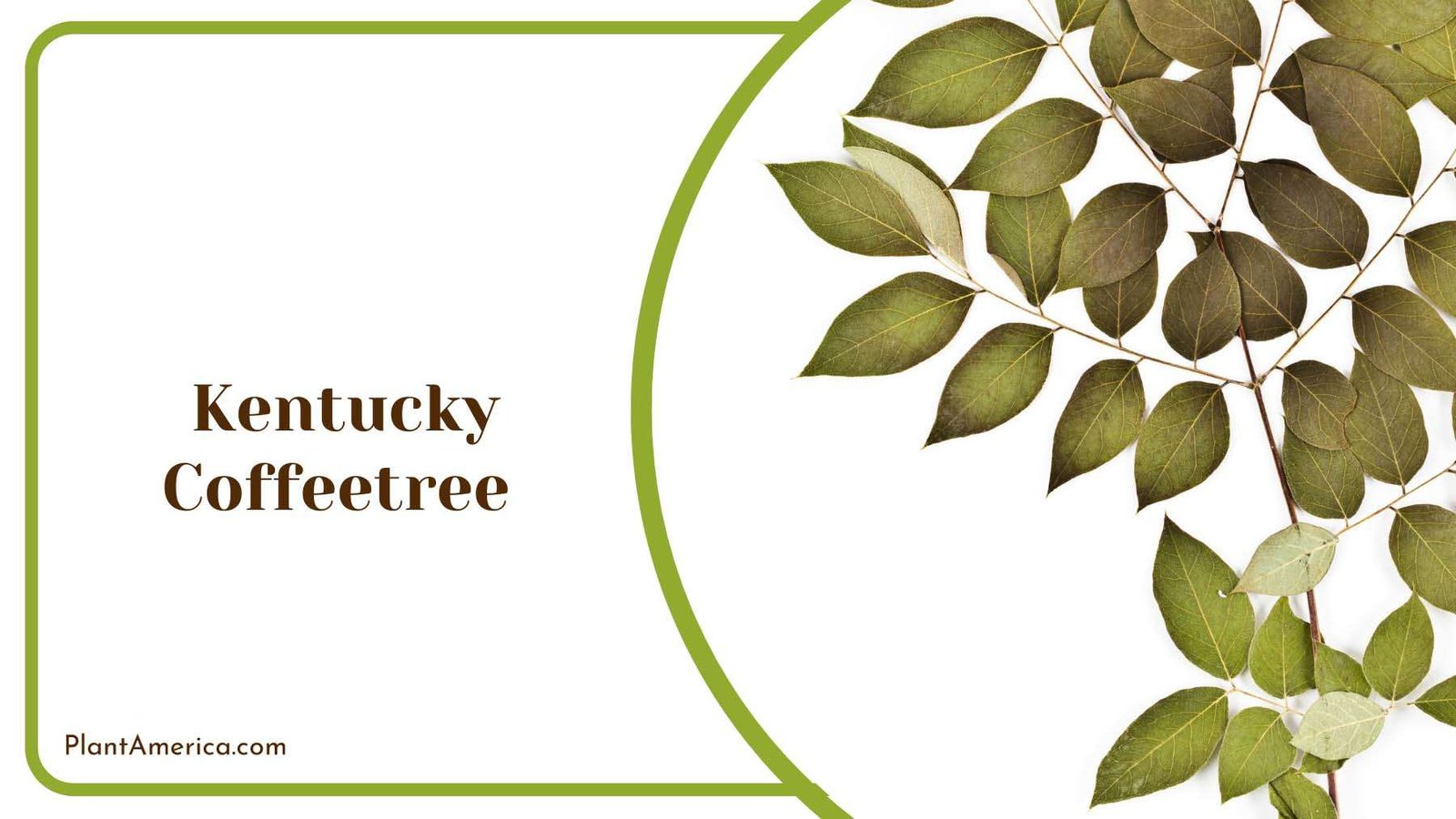 Kentucky Coffeetree Cylindrical Seed Plant America