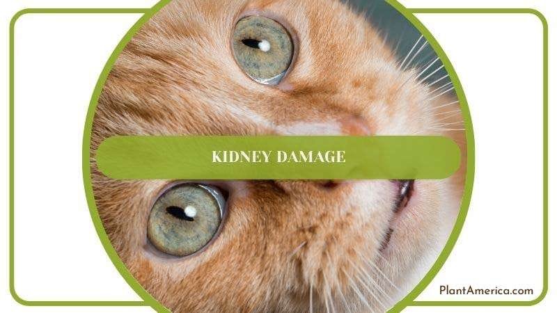 Kidney Damage of Cat PlantAmerica