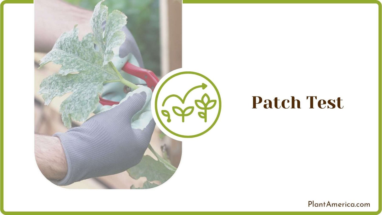 Killing Powdery Mildew Plant America