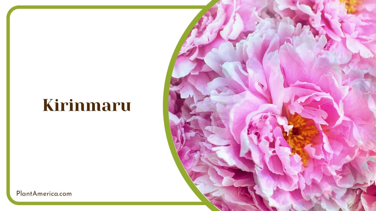 Kirinmaru Freshens Your Home Plant America
