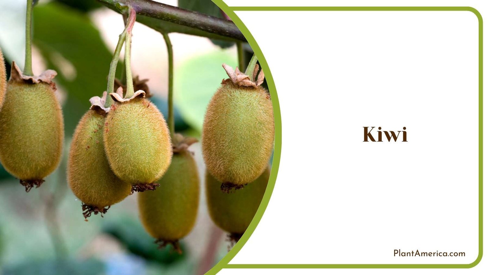 Kiwi Tree Plant America Kiwi Tree Plant America