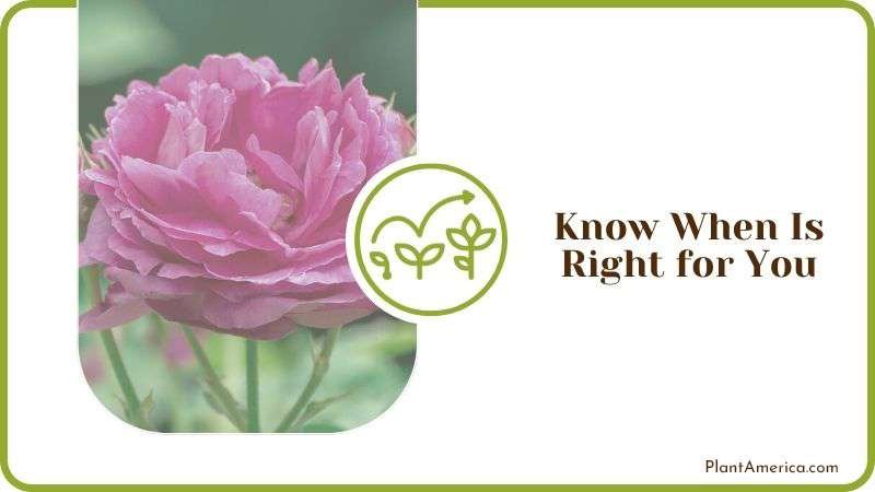 Know When Is Right for You Plant America