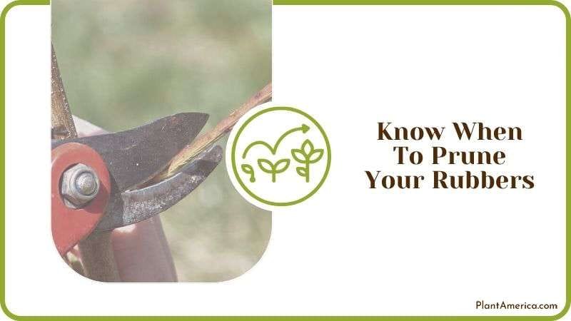 Know When to Prune Rubbers Plant America Know When to Prune Rubbers Plant America