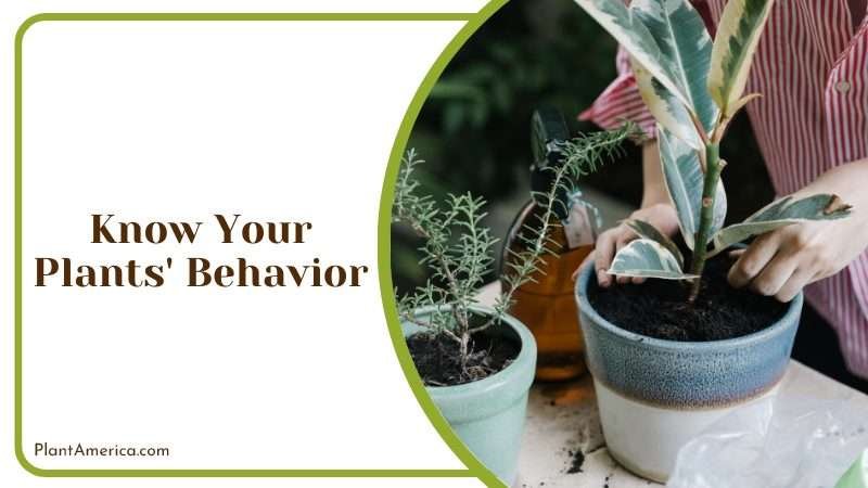 Know Your Plants Behavior Plant America Know Your Plants Behavior Plant America