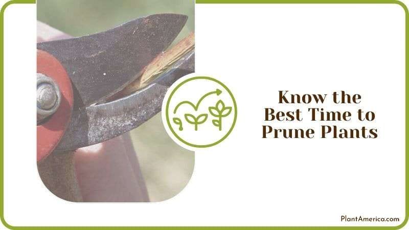 Know the Best Time to Prune Plants Plant America