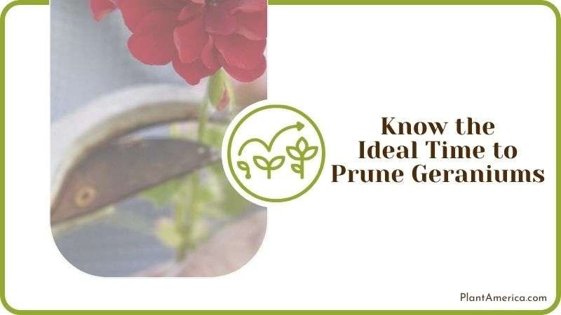 Know the Ideal Time to Prune Geraniums Plant America