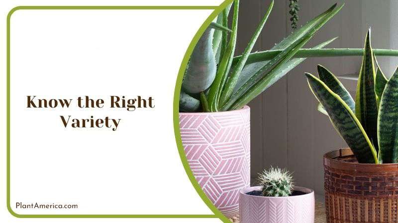 Know the Right Variety Plant America