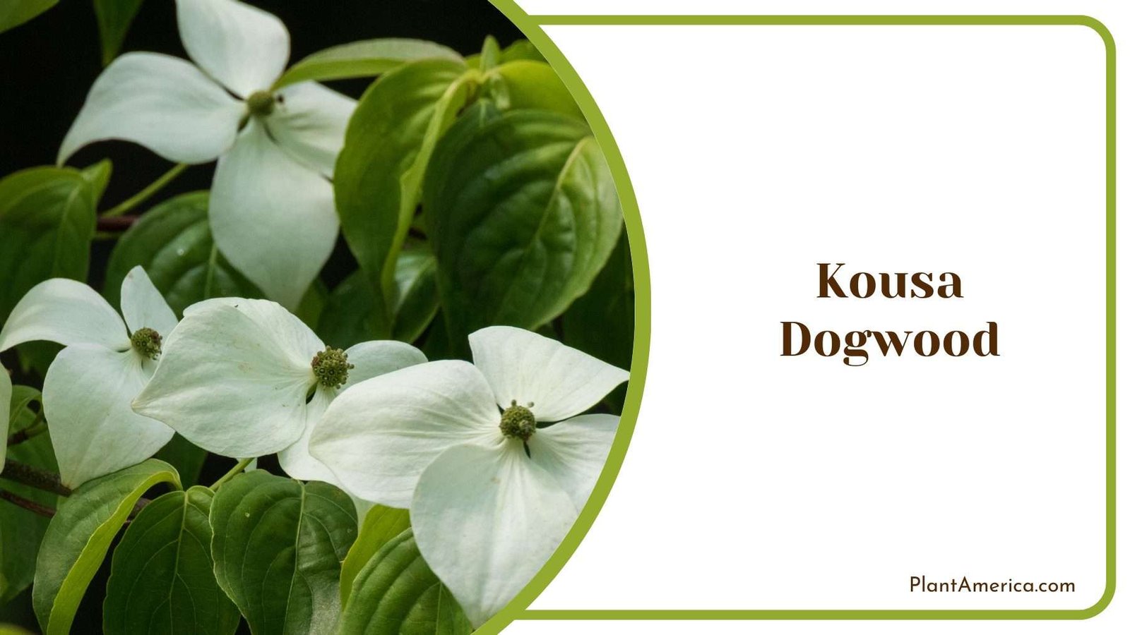 Kousa Dogwood Plant America 1