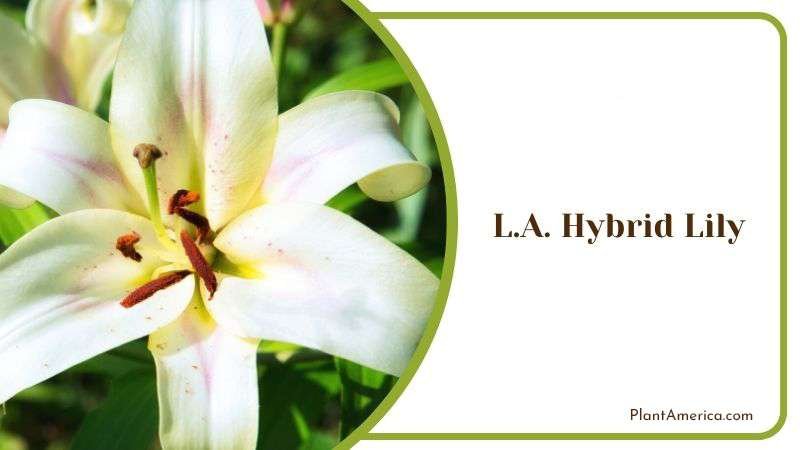 L A Hybrid Lily Plant America L A Hybrid Lily Plant America