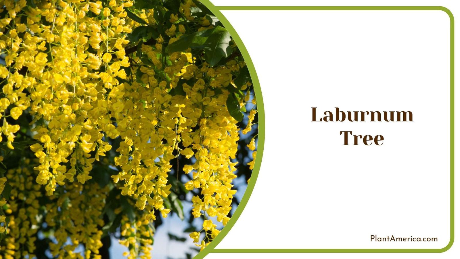 Laburnum Tree Plant America
