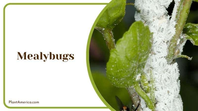 Lack of sunlight is a major cause behind mealybugs PlantAmerica