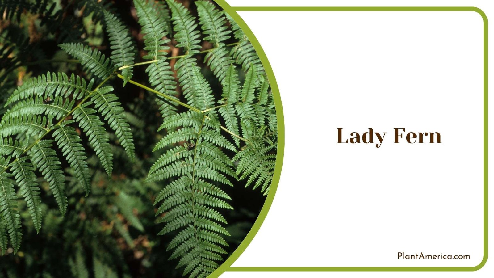 Lady Fern Close Shot Plant America Lady Fern Close Shot Plant America