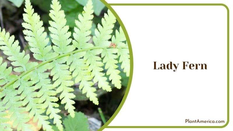Lady Fern Detailed Attributes Plant America