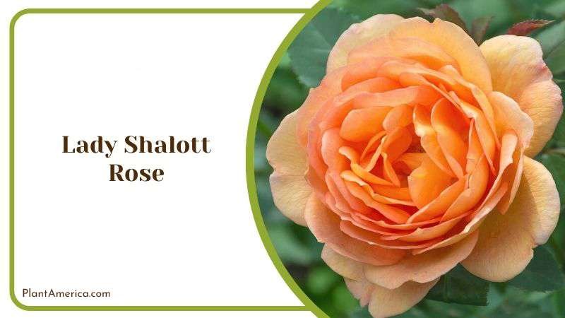 Lady Shalott Rose Plant America Lady Shalott Rose Plant America