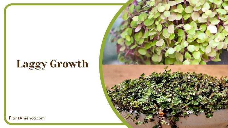 Laggy Growth of Callisia Repens Plant America
